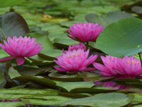 胭脂湖畔的花卉世界——花乡桥南花卉市场探秘手臂长了红色凸起的红包不痒